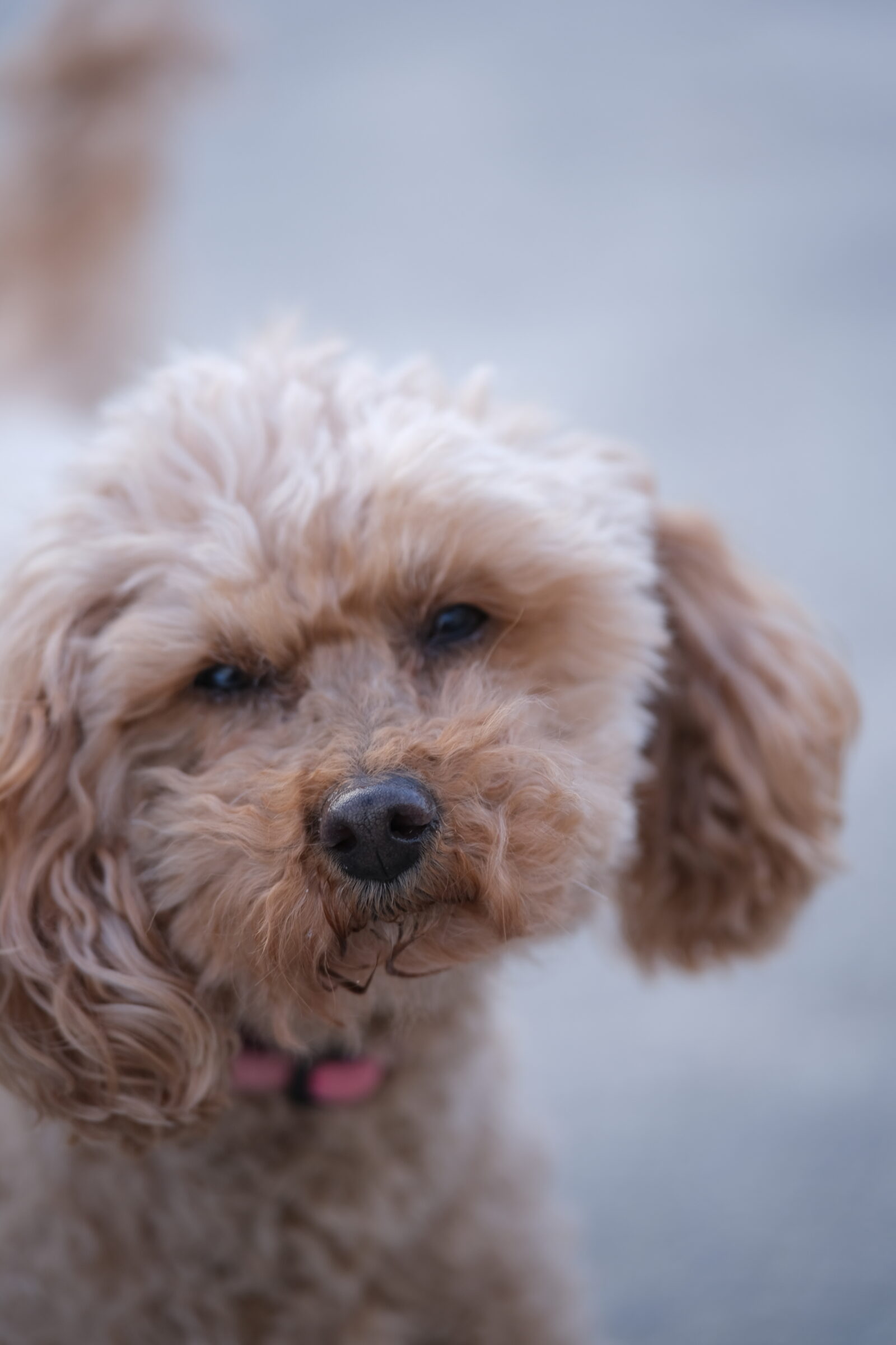 Close up photo of a caramel coloured cavoodle dog, with head in focus, and its body softly out of focus with gentle bokeh.