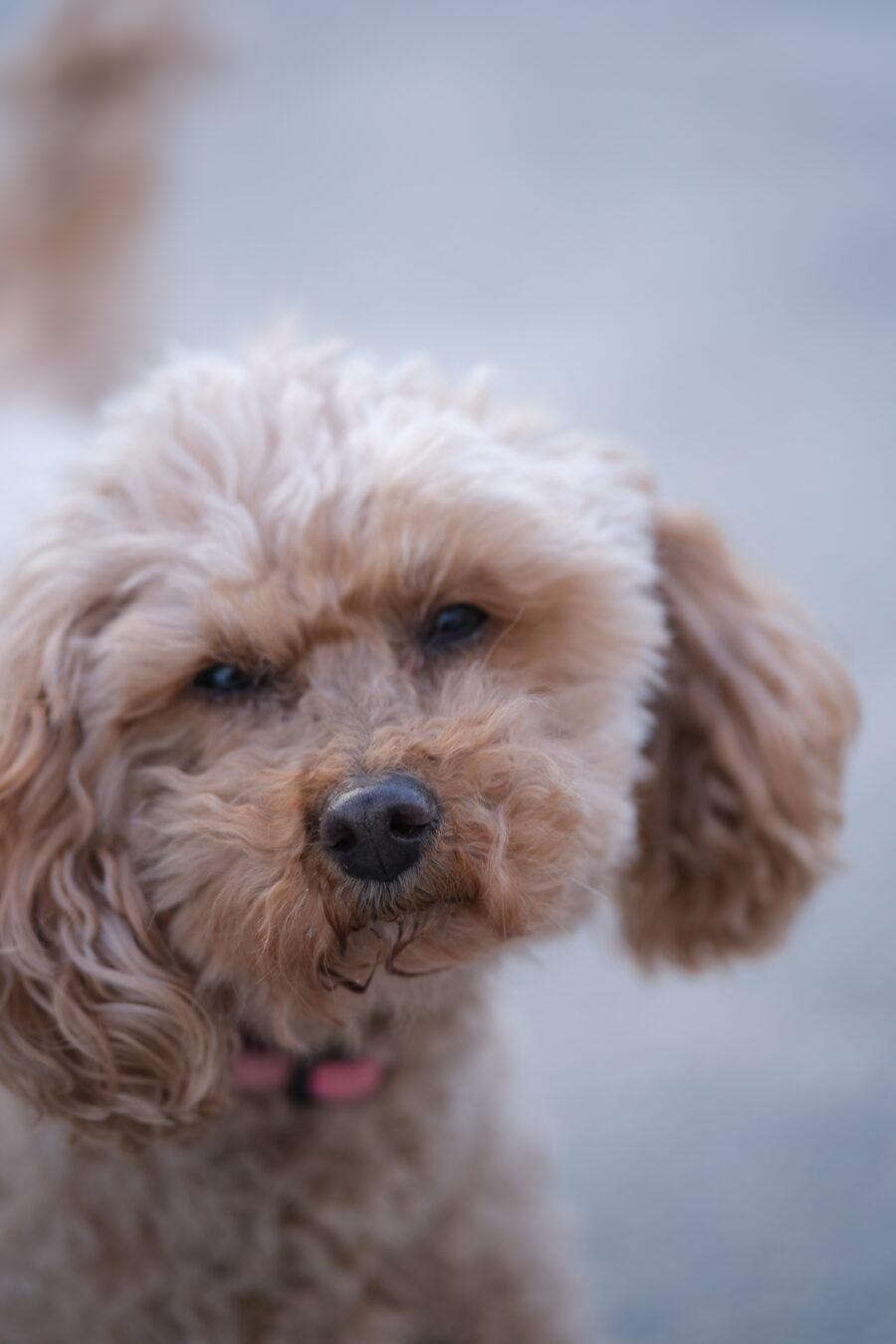 Close up photo of a caramel coloured cavoodle dog, with head in focus, and its body softly out of focus with gentle bokeh.